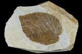 Fossil Leaf (Davidia) - Montana #120841-1